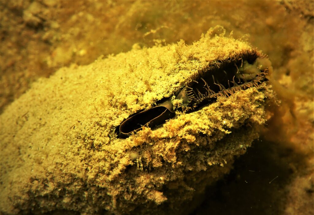 North America’s Diverse and Highly Beneficial Native Freshwater Mussels